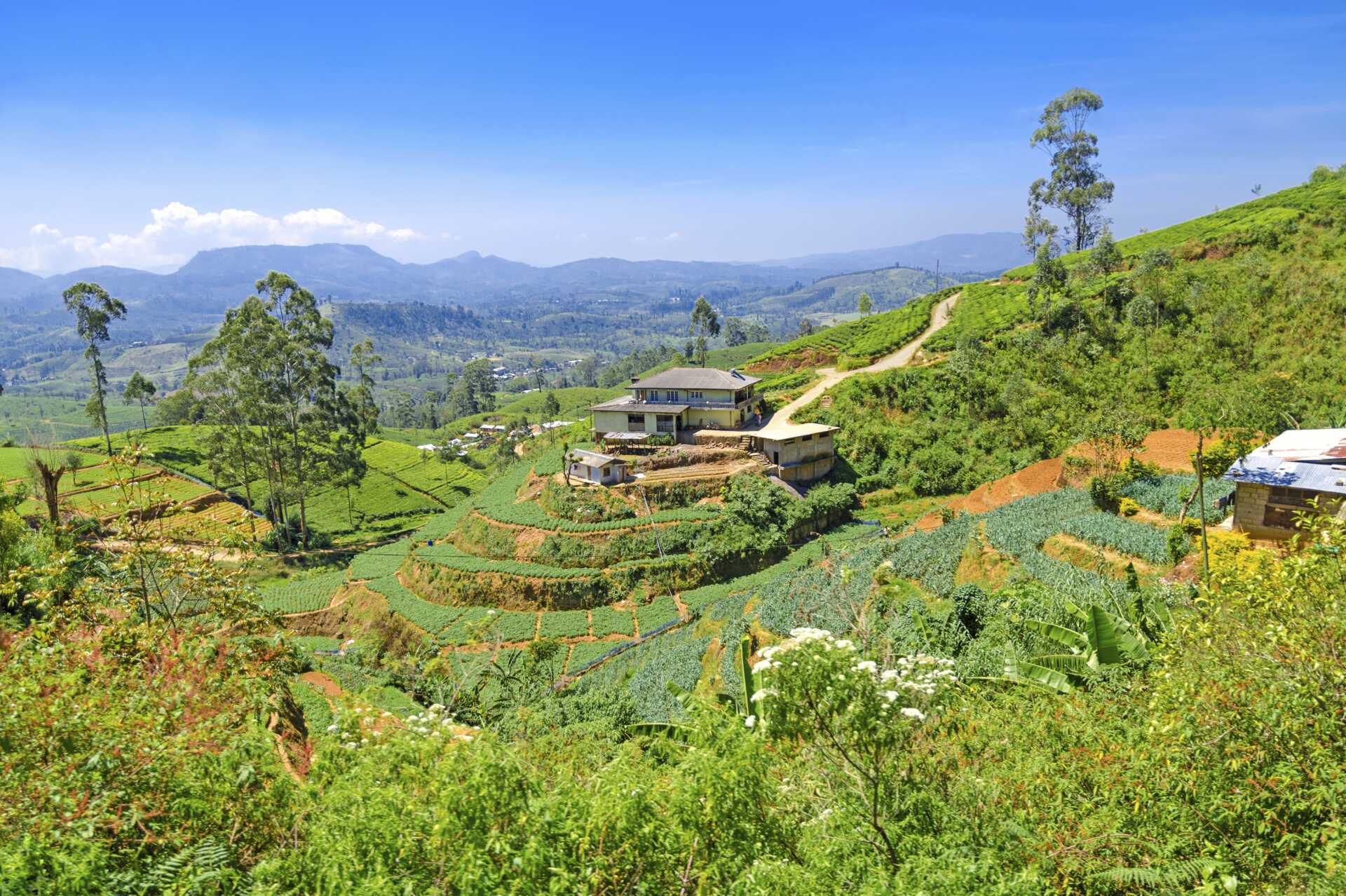 Teeplantaasi. Sri Lanka.