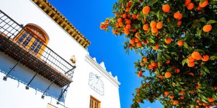 Appelsiineja Los Naranjos Plazalla, Espanjassa.