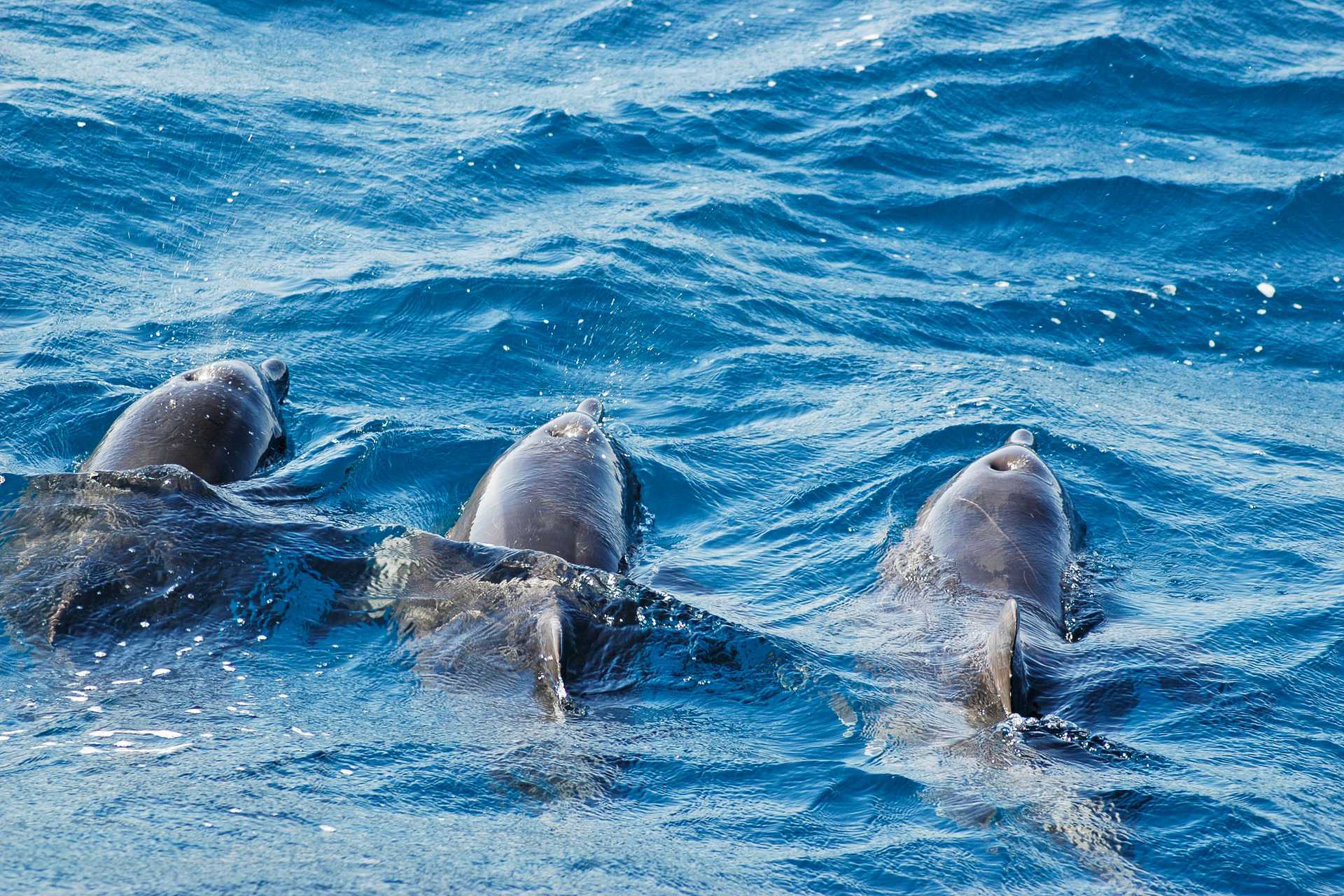 Delfiinien bongausta ja snorklausta