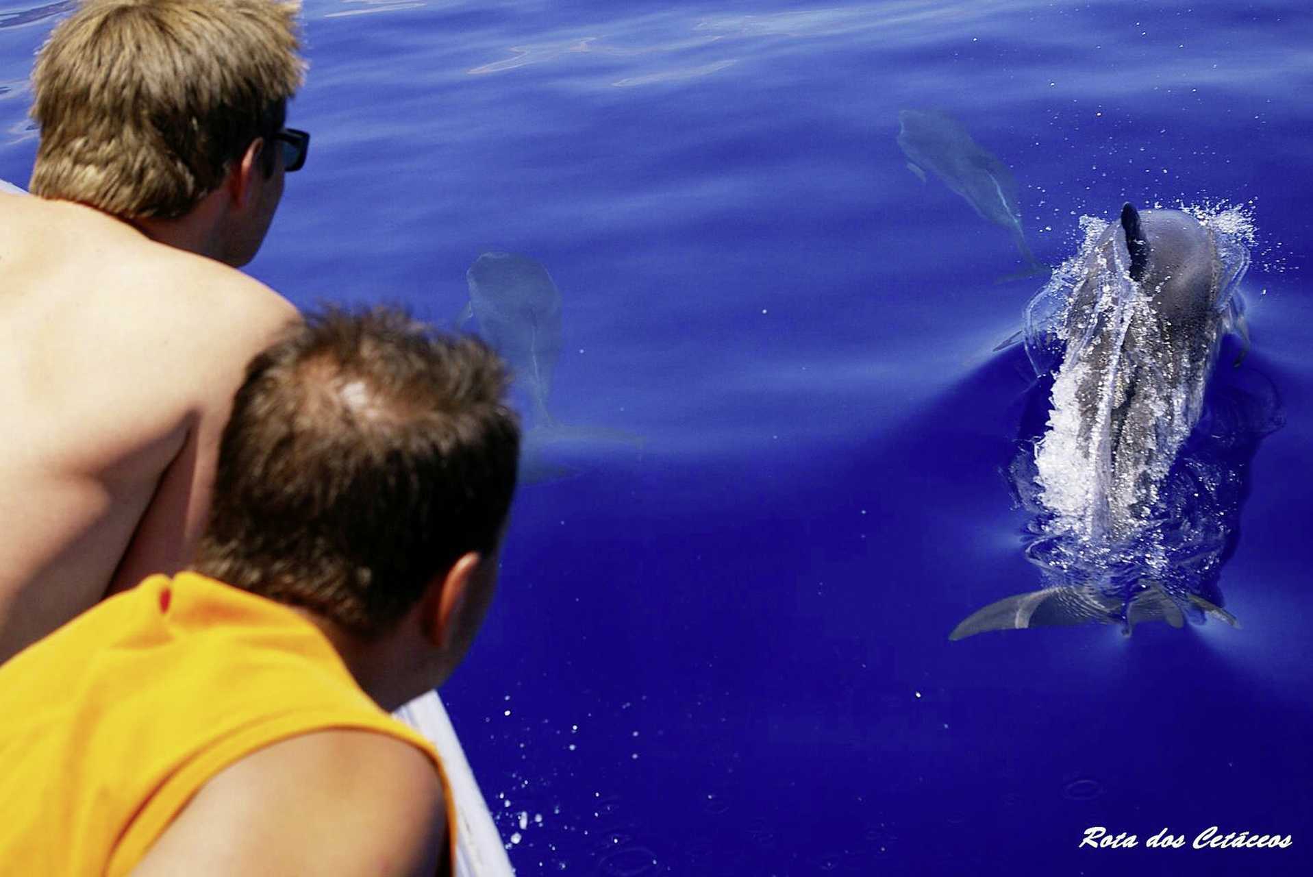Delfiinisafari