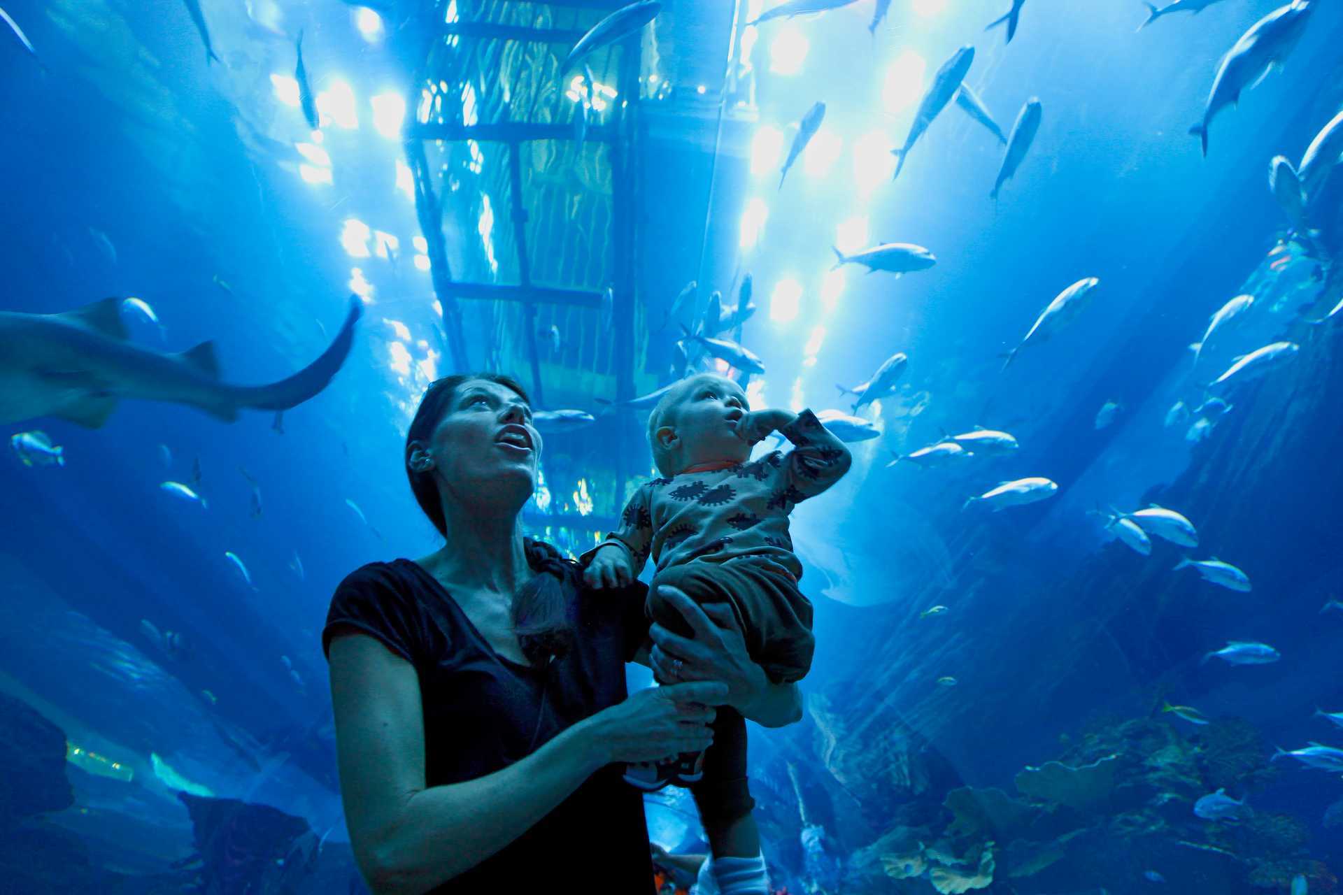 Akvaario, Dubai Mall. Dubai, Arabiemiraatit.