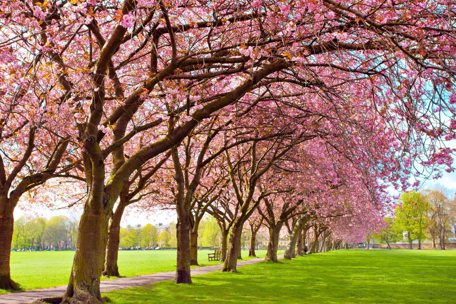 Meadows Park, Edinburgh.