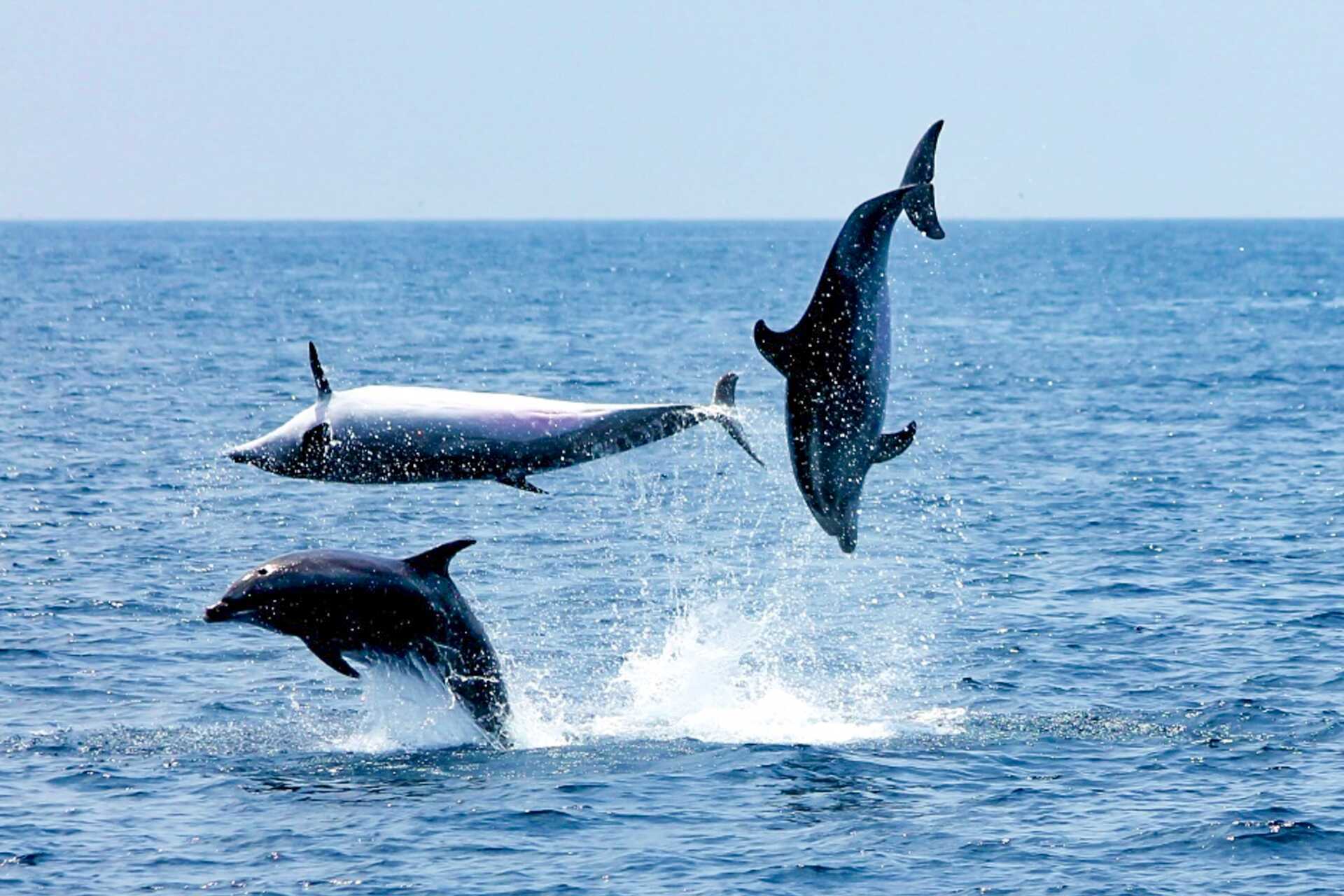 Katamaraanimatka Los Gigantesin mahtaville kallioille