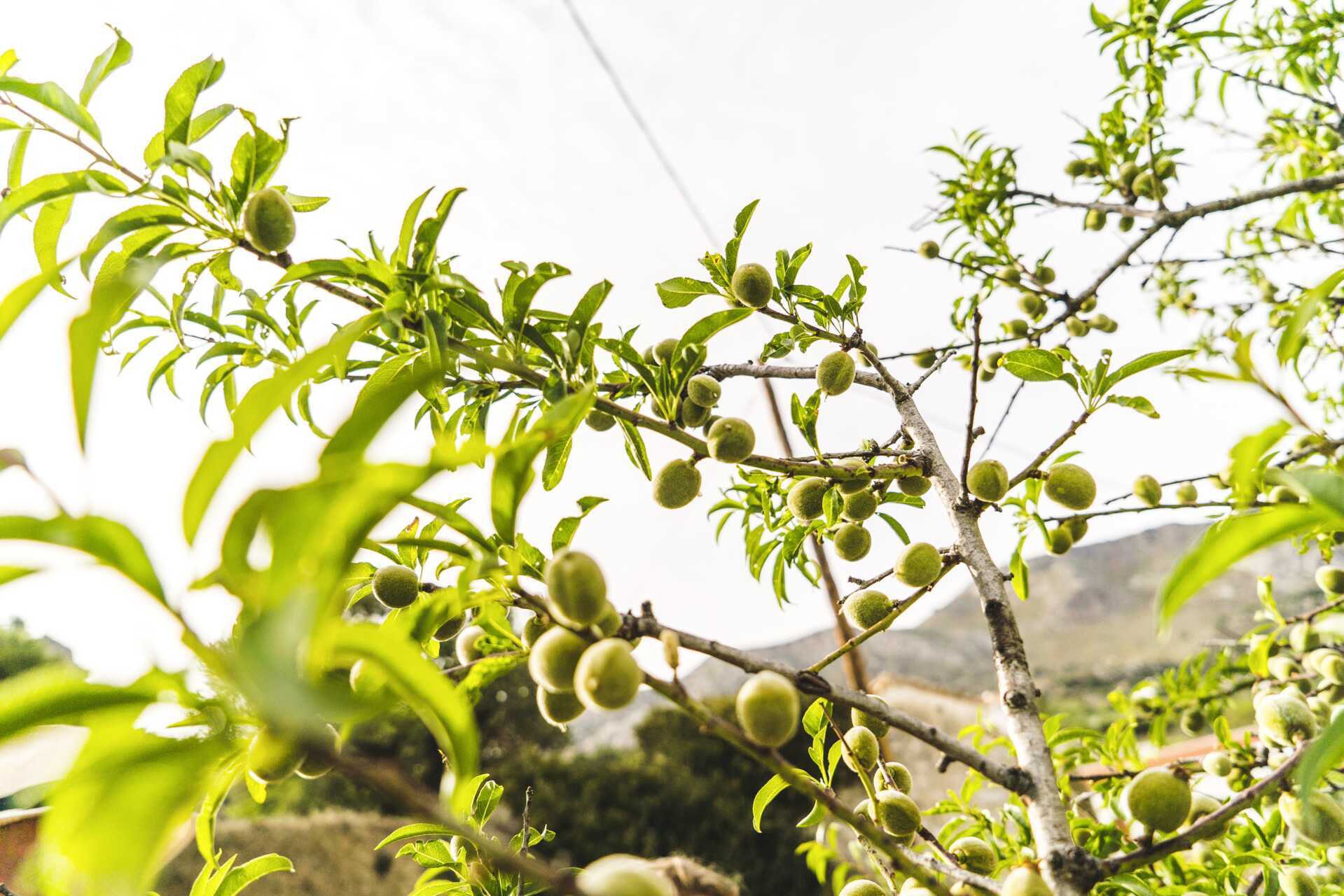Kippis Kreetalle – Hanian kaupunki, viini ja oliiviöljy