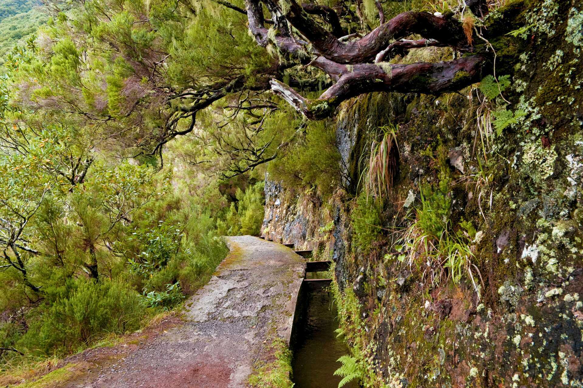 Levada, Madeira.