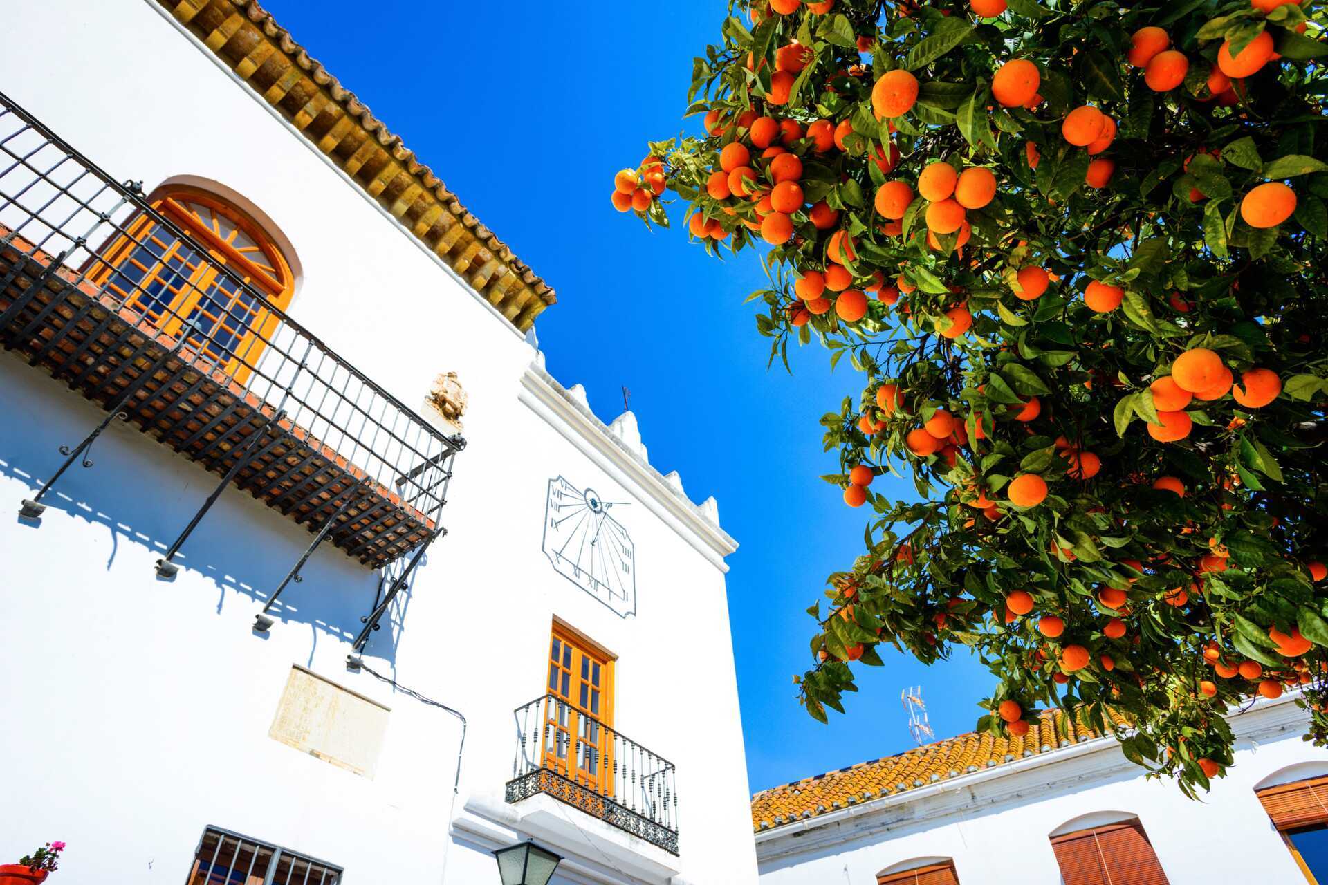 Appelsiineja Los Naranjos Plazalla, Espanjassa.