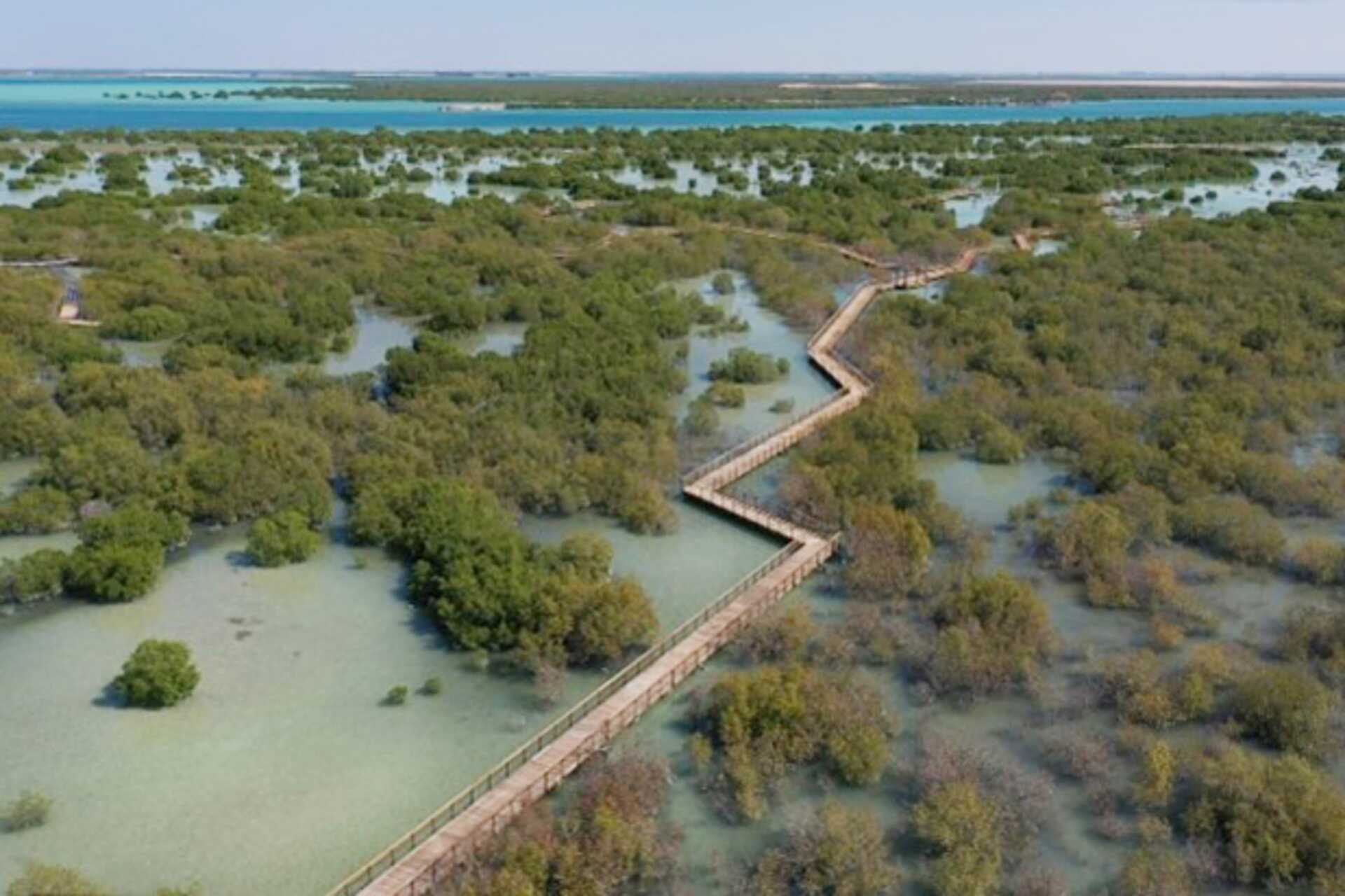 Melontaretki Abu Dhabin mangrove-metsässä