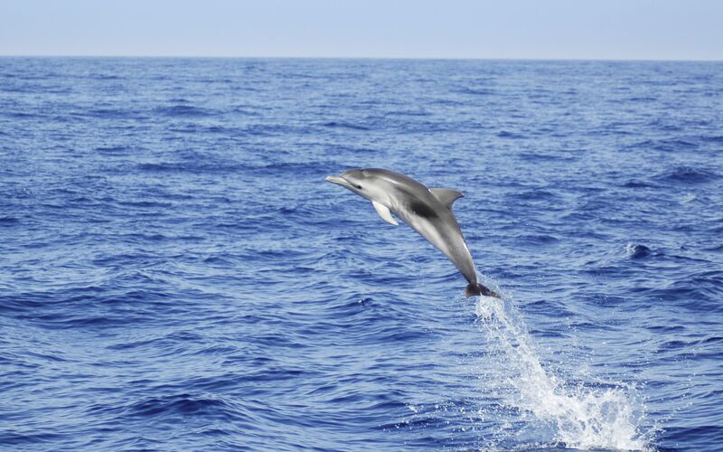 Delfiinisafari