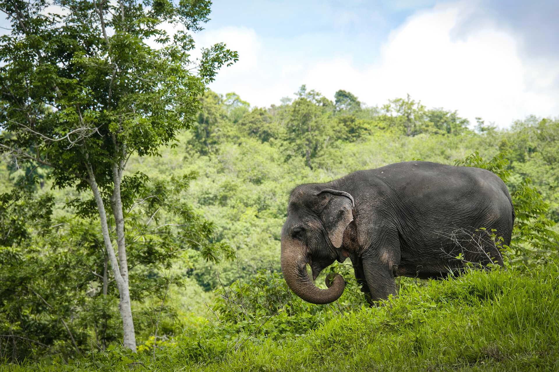 Phuketin norsujen suojelualue