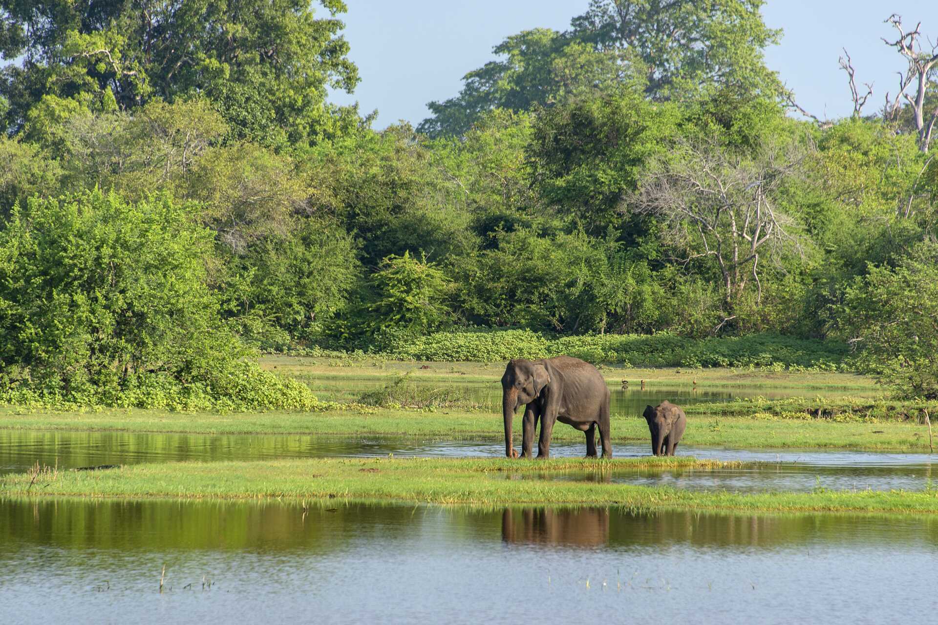 Retki leopardien alueelle - Yala National Park