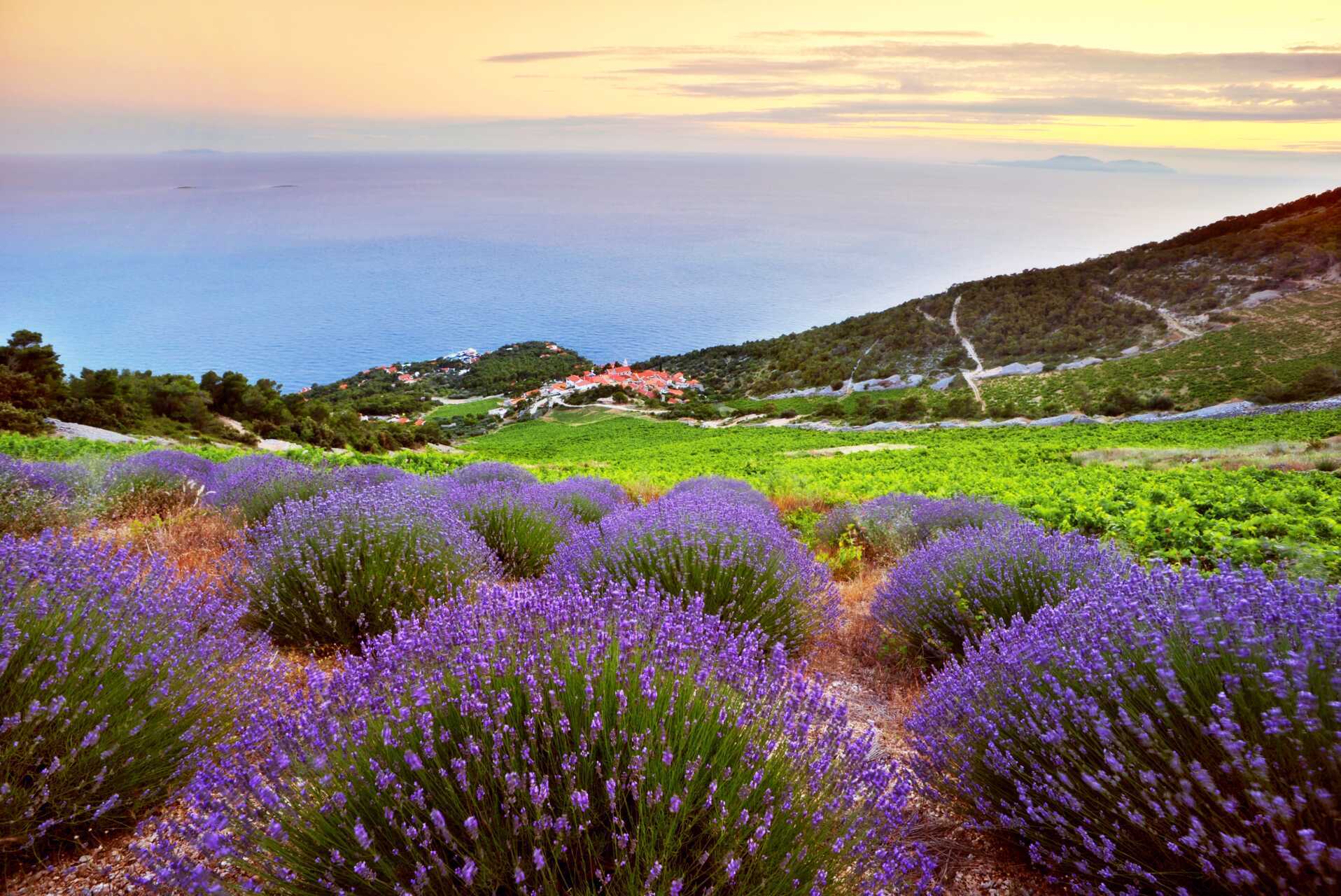 Hvar tunnetaan laventelisaarena.