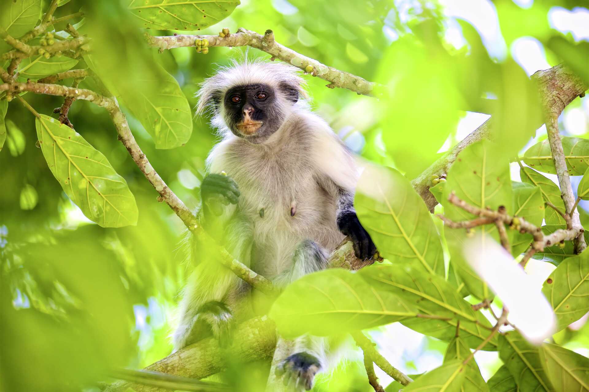 Colobus -apina, Sansibar, Tansania, Afrikka.