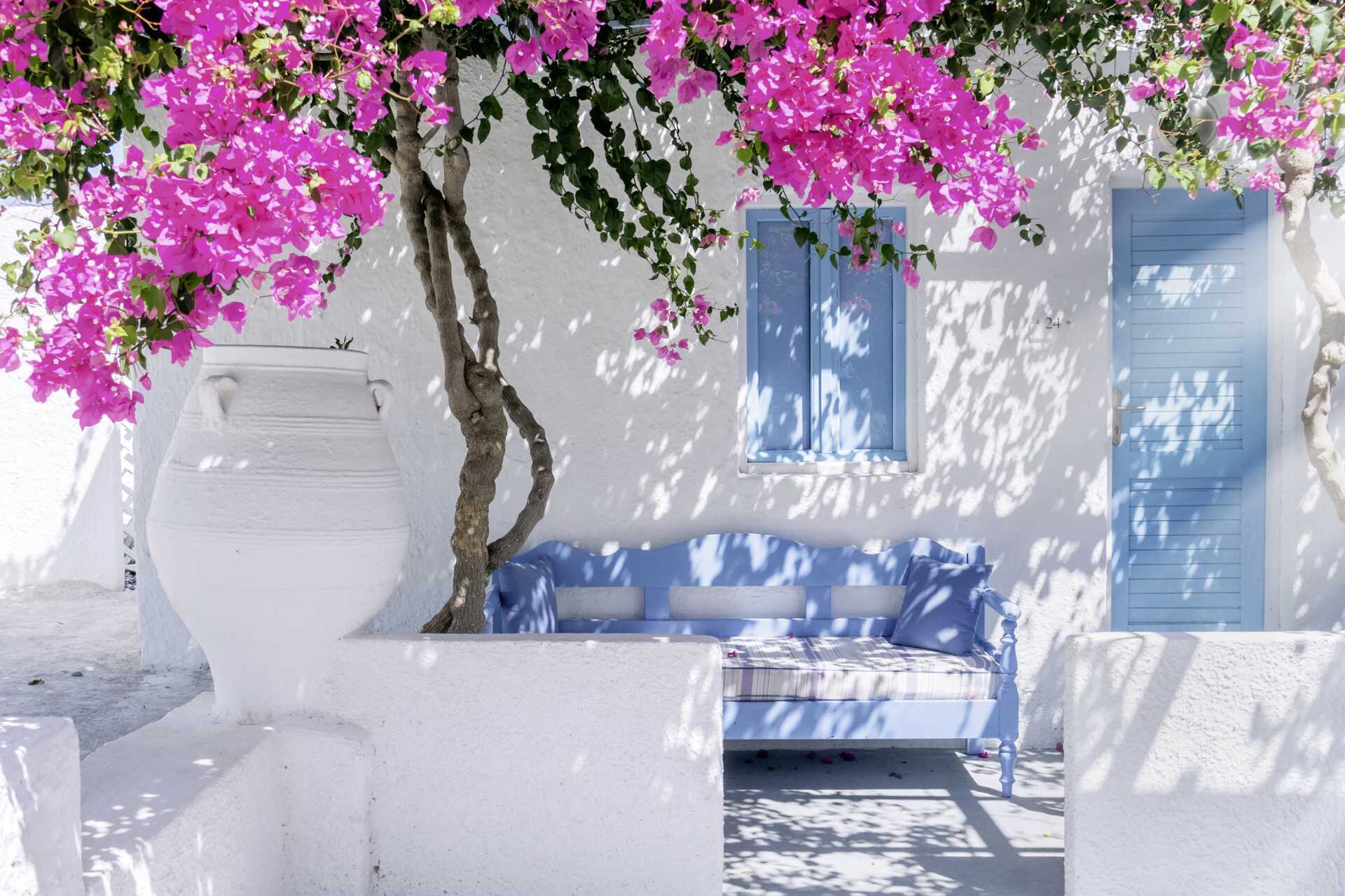 Bougainville -kukkia. Santorini, Kreikka.