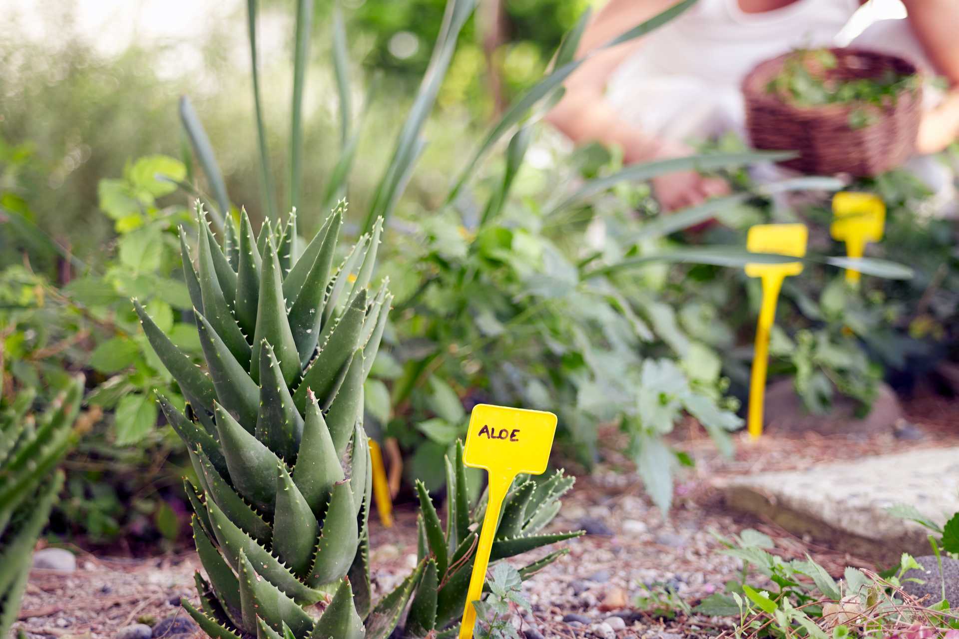 Puutarha Santorinin Kastelli Resortissa Santorinissa, Kreikassa.