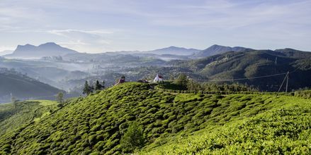 Teeplantaasi Nuwara Eliyassa. Sri Lanka.