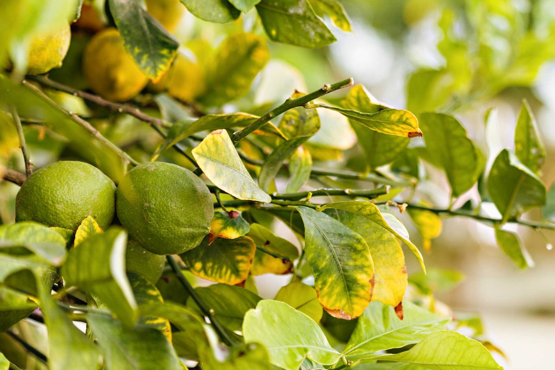 Puutarha Sunsuites Carolina -hotellissa Gran Canarialla, Kanariansaarilla.