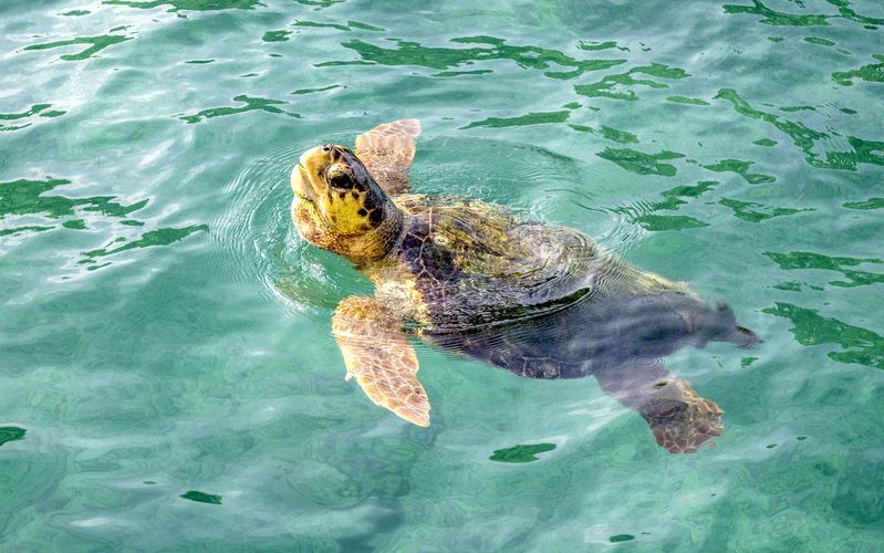 Turtle Island -veneretki
