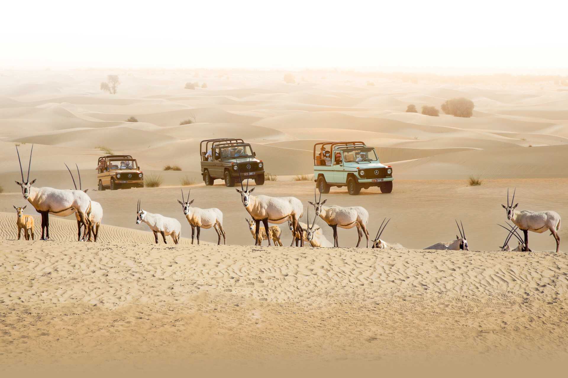 Tyylikäs aavikkosafari G-luokan autolla ja illallisella