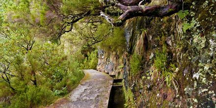 Levada, Madeira.