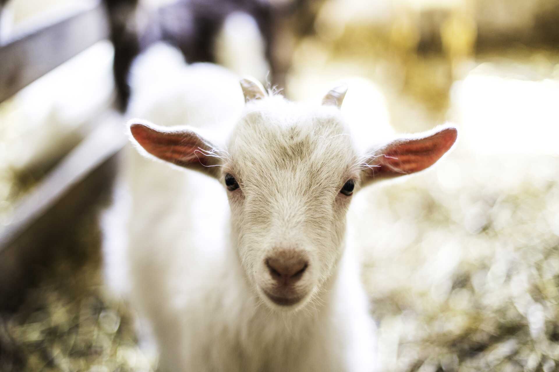 Vaellus vuohien kanssa - 8 kilometriä